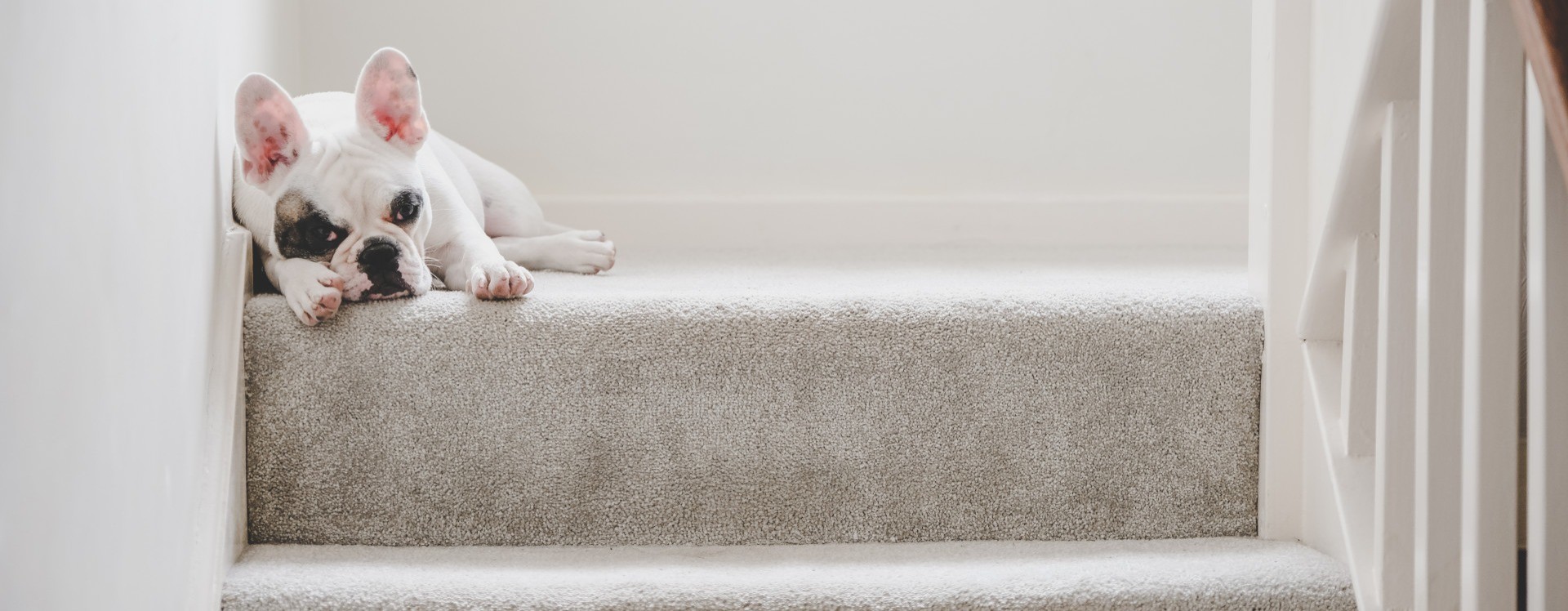 Carpet Cleaning Willow Grove, PA I Clean Carpet And So Much More LLC