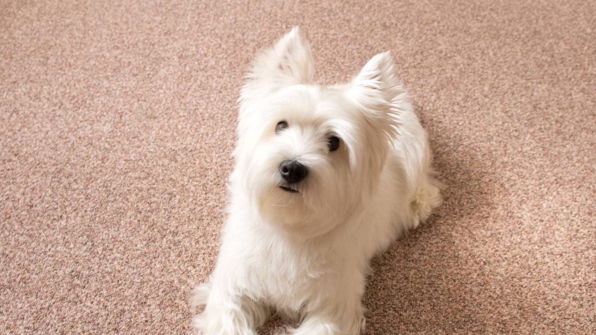 Carpet Cleaning Willow Grove, PA I Clean Carpet And So Much More LLC